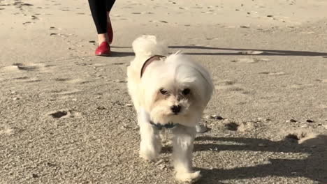Tiny-dog-in-jacket-runs-in-slow-motion-on-a-sandy-beach