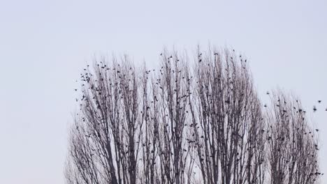 Vogelschwarm,-Der-Von-Einem-Baumbrunch-Abfliegt