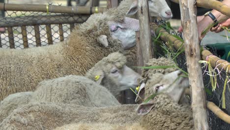 People-feeding-sheep-behind-paddock-in-a-rural-village-in-Thailand-closeup