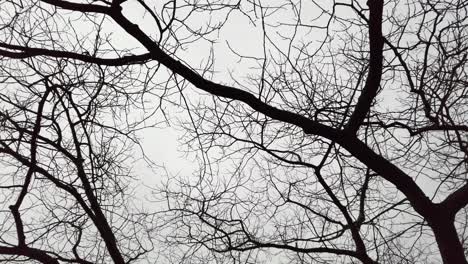 Moving-slowly-under-tree-branches-on-gray-cloudy-day