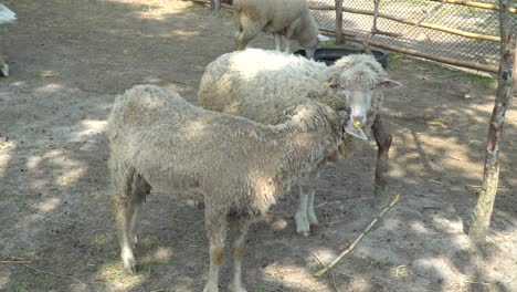 Mehrere-Schafe-In-Einem-Kleinen-Dorf-In-Thailand-Bauernhof-In-Paddock-P1