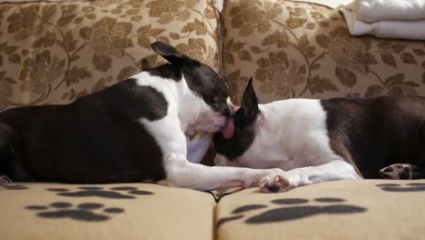 Dog-licks-another-dogs-face,-two-dogs-on-sofa