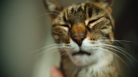 Striped-house-cat-is-being-tickled-by-owner-while-cat-has-eyes-closed
