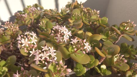 Honey-bee-flying-over-blooming-jade-succulent-plant-with-pink-flower,-Slowmo