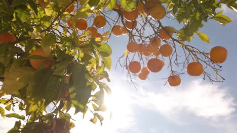 Orange-tree-with-bright-sun-shining-behind-leaves-and-fruit,-Close-Up