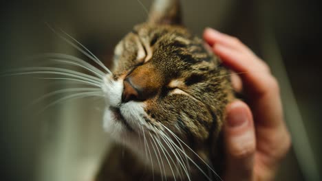 House-cat's-head-is-being-scratched-and-snuggled-by-owner