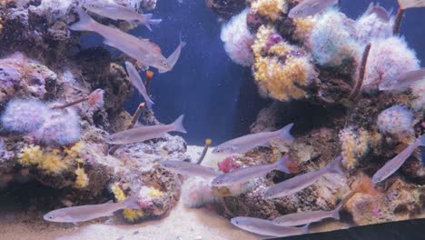 Ein-Blick-Auf-Ein-Meeresleben-Mit-Pflanzen,-Fischen,-Tieren-Und-Anderen-Organismen,-Die-Im-Salzwasser-Des-Meeres-Leben