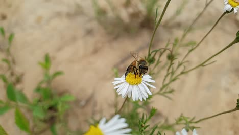 Honey-bee-insect-on-a-white-daisy-flower-busy-collecting-yellow-pollen-on-it's-legs-to-produce-honey,-low-angle-macro-close-up-in-slow-motion