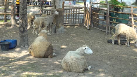 Mehrere-Schafe-In-Einem-Kleinen-Dorf-In-Thailand-Bauernhof-In-Paddock-P3