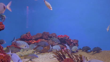 Eine-Farbenfrohe-Ansicht-Von-Kleinen-Fischen-In-Einem-Großen-Aquarium