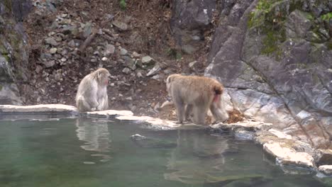 Nagano-City,-Japan---A-Big-Snow-Monkey-Slowly-Walking-On-The-Edge-Of-The-Rocks-And-Drank-Water-To-Quench-Its-Thirst---Wide-Shot