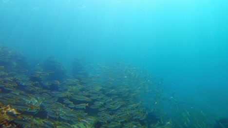 Unterwasseraufnahme-Von-Korallen-Und-Schulfischen,-Die-In-Der-Andamanensee-Schwimmen