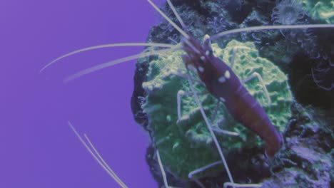 A-close-up-view-of-a-shrimp-in-the-aquarium