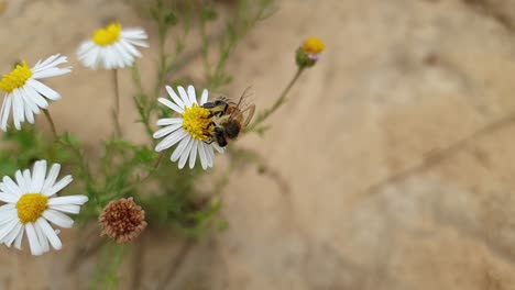 Honey-bee-on-a-white-daisy-flower-busy-collecting-yellow-pollen-on-it's-legs-to-produce-honey,-low-angle-macro-close-up-in-slow-motion