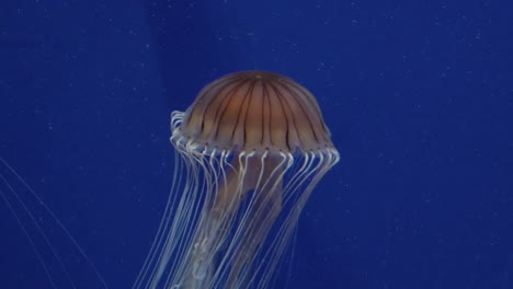 Tropical-jellyfish-slow-motion-suitable-for-chroma-keying
