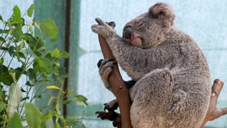 Zoom-out-on-sleepy-Koala-Bear-sniffing