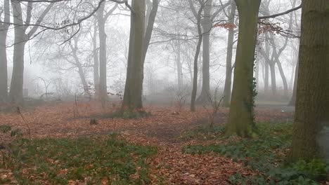 Verzauberte-Magische-Waldbäume-Im-Dichten,-Nebligen-Atmosphärischen-Nebel