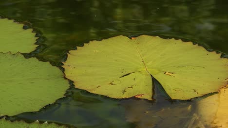 Schöne-Rustikale-Gelbe-Und-Grüne-Seerosenblätter,-Die-In-Einem-Sich-Bewegenden-Kristallklaren-Wasserteich-Mit-Sanft-Plätschernden-Wellen-Schwimmen