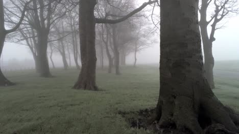Märchen-Apokalypse-Waldwald,-Der-Sich-Durch-Bäume-In-Dichtem,-Dichtem,-Nebligem-Atmosphärischem-Nebel-Bewegt
