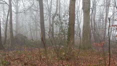 Märchenhafte-Waldblätter-Fallen-In-Dichten,-Nebligen-Atmosphärischen-Nebel
