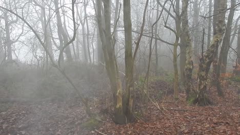 Woodland-apocalypse-bare-forest-trees-in-dense-thick-misty-atmospheric-fog-smoke