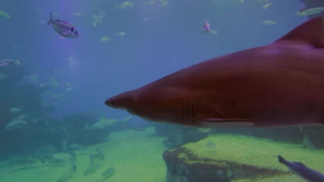 Ein-Sehr-Naher-übergang-Eines-Hais-Zum-Bildschirm-Des-Aquariums-In-Palma-Mallorca-Spanien,-Was-Eine-Erstaunliche-Und-Angenehme-Wirkung-Des-Ozeans-Ergibt