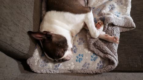 Dog,-Boston-Terrier-sleeping-on-couch,-high-angle-shot