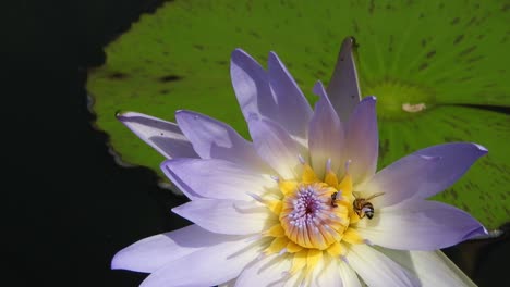Beautiful-lilac-blue-water-lily-in-moving-crystal-clear-water-pond-visited-by-pollen-collecting-honey-bees-gently-swaying-in-the-wind
