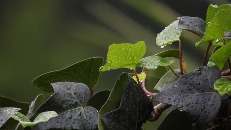 Close-up-of-green-ivy-creeper-plant-leaves-on-a-wall-with-rain-drops-falling-during-a-rain-storm
