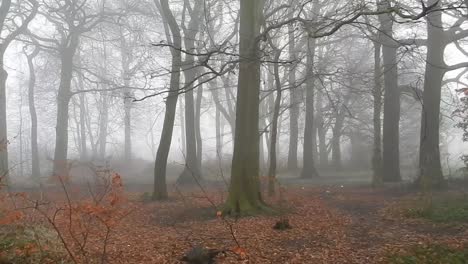 Fairy-tale-woodland-forest-trees-greenery-in-dense-thick-misty-atmospheric-fog