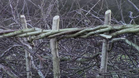 Stakes-and-binders-that-are-used-to-lay-a-hedge-correctly-using-the-skilful-method-of-hedge-laying-by-the-experienced-rural-craftsmen