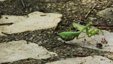 Pregnant-female-African-green-praying-mantis-walking-up-paved-rock-pathway-next-to-leaves-on-ground,-predator-insect-hunting