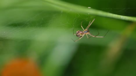 Close-up-Spider-in-web-with-sunlight
