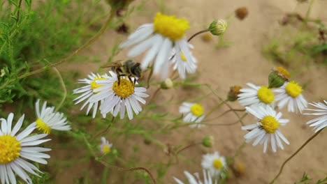 Nahaufnahme-Makro-Einer-Afrikanischen-Honigbiene,-Die-Pollen-Sammelt-Und-In-Zeitlupenaufnahmen-Auf-Weißen-Südafrikanischen-Gänseblümchen-Mit-Braunem-Sand-Und-Grünen-Pflanzen-Im-Hintergrund-Bokeh-Blur-Fliegt