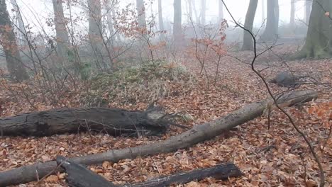 Märchenhafte-Waldbäume-Im-Dichten,-Nebligen,-Atmosphärischen-Nebelwetter