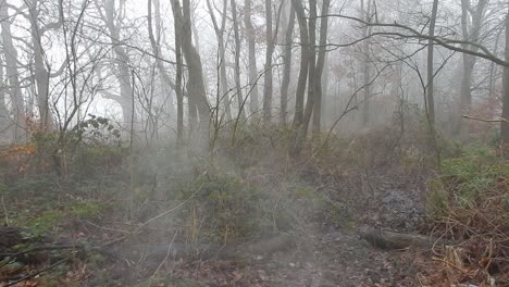 Enchanted-mystical-moody-woodland-forest-trees-in-dense-thick-misty-atmospheric-fog