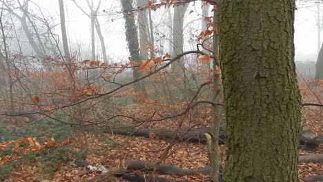 Friedliche-Verzauberte-Waldbäume-Im-Dichten,-Nebligen-Atmosphärischen-Nebel