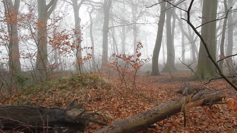 Märchenwaldblätter-Fallen-In-Waldbäumen-In-Dichtem,-Dichtem,-Nebeligem-Atmosphärischem-Nebel