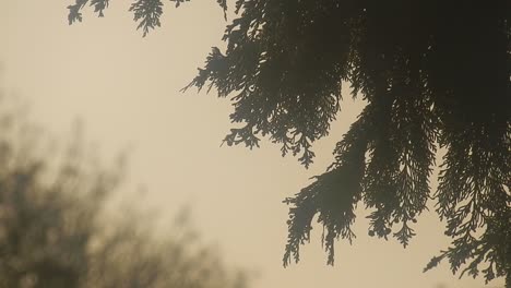 Misty-alpine-close-up-woodland-tree-foliage-against-countryside-glowing-sunrise-sky
