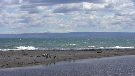 Königspinguin-Kolonie-Am-Strand-Des-Schutzgebiets,-Parque-Pinguino-Rey,-Magallanes,-Chile,-Statische-Aufnahme-Mit-Kopierraum