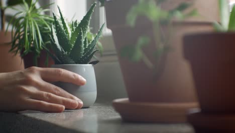 Hand-placing-potted-plant-on-windowsill-among-many-potted-plants