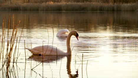 Beautiful-white-swans-gracefully-swimming-and-diving-for-food-in-a-calm-lake---close-up