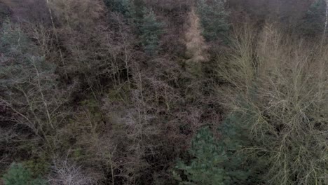 Luftbild-über-Dichte,-Dichte-Waldbäume-In-Saisonalen-Farben