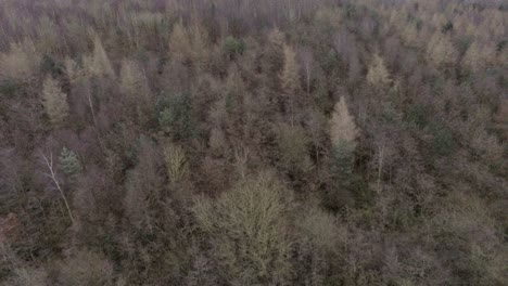 Aerial-view-over-dense,-thick,-woodland-forest-trees-in-seasonal-colours