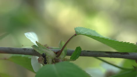 Close-up-of-black-ant-climbs-the-cherry-tree-branch