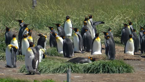 Colonia-De-Pingüinos-Rey-En-Ambiente-De-Anidación-De-La-Costa-Chilena