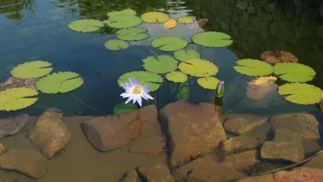Beautiful-lilac-blue-water-lily-in-moving-crystal-clear-water-pond-visited-by-pollen-collecting-honey-bees-gently-swaying-in-the-wind