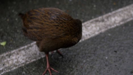 Ein-Gefiederter-Brauner-Weka-Vogel,-Der-In-Neuseeland-Auf-Den-Straßen-Steht---Nahaufnahme
