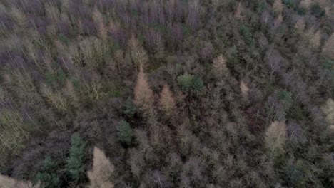 Aerial-top-down,-birds-eye-view-over-dense,-thick,-woodland-forest-trees-in-seasonal-colours