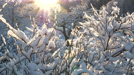 Winterwunderland,-Einsamer-Stuhl-Im-Idyllischen-Garten-Mit-Schnee-Bedeckt